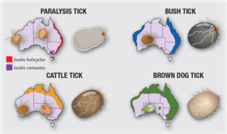 bush cattle brown dog paralysis tick